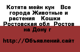 Котята мейн кун - Все города Животные и растения » Кошки   . Ростовская обл.,Ростов-на-Дону г.